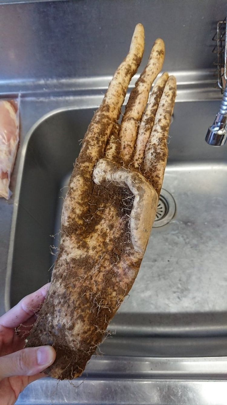 Una batata que parece una mano humana