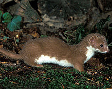 Small weasel

Almost the entire diet of weasels consists of small rodents (house, field and wood mice, rats, moles and shrews and young rabbits, chickens, pigeons, eggs, and nestlings of birds. With the lack of food eats amphibians, small fish, lizards, small snakes, insects, and crayfish.

Weasel is agile and nimble little animal, runs fast, climbs well and floats. Different boldness, and ferocity, able to squeeze through the narrowest of cracks and holes. Mice haunts in their own burrows. Small animals enough for the neck or head, biting through the skull in the occipital part, often attacks animals much larger than herself, clutching their neck. In bird eggs, the weasel is doing a few holes and suck out the contents. Often makes the stocks in one place discover from 1 to 30 voles and mice).
Translated by «Yandex.Translator»