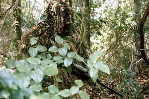 Marine sniper of the U.S. armed forces.
Translated by «Yandex.Translator»