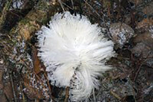 Macro "snow hair"
Translated by «Yandex.Translator»