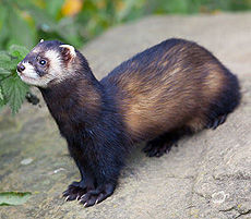 The polecat

The basis of the power of the black ferret are voles and mice, in the summer often catches frogs, frogs, young water rats and snakes, wild birds, large insects (grasshoppers, etc.), enters the rabbit hole and strangling the young leverets. When settled next to a man can prey on poultry and rabbits.
Translated by «Yandex.Translator»