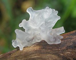 Tremella fuciformis is an edible mushroom of the genus Tremella. In China, the mushroom called silver ear or snow ear (雪耳 - xuě ěr), and in Japan, white wood ear. Fruit body resembles seaweed with its many branches, the structure resembles a translucent white gelatin. Mushroom reaches a size of 7.5 cm.
Translated by «Yandex.Translator»