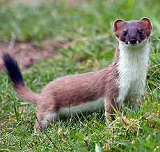 Ermine

Can attack animals larger than themselves (wood grouse, hazel grouse, willow grouse, hares and rabbits); in lean years, even eat garbage or steals people's stocks of meat and fish. The abundance of food ermine are satisfied with the inventory, exterminating rodents more than he can eat. Mining kills as weasel — biting through the skull in the occipital region.

 
Translated by «Yandex.Translator»