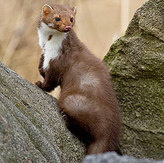 Stone marten

Stone Martens are omnivorous animals that eat primarily meat. They hunt small mammals (e.g., rodents or rabbits), birds and their eggs, frogs, insects and others. Sometimes a stone marten sneak into chicken coops or pigeon. Panic throwing birds gives them a predatory reflex, forcing to kill all possible prey, even if the amount far exceeds what they are able to eat.
Translated by «Yandex.Translator»