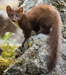 El bosque de la marta

La longitud del cuerpo es de 45 a 58 cm, la longitud de la cola — de 16 a 28 cm, y su peso es de 0,8 a 1,8 kg. Forestales de la marta en un grado mucho mayor, los habitantes de los árboles, que otros tipos de martas. Saben trepar y saltar, con la superación de la distancia de hasta 4 metros. Al subir son capaces de torcer los pies en 180°. Forestales de marta son omnívoros, pero prefieren pequeños mamíferos (por ejemplo, ratones y ardillas), así como de aves y sus huevos. No desprecian, y las serpientes, las ranas, los caracoles, insectos y carroña. La extracción forestal marta mata mordisco en la nuca. El retraso en el verano y el otoño se acumula y la suma de reservas de comida en frío para la época del año.
Traducido del servicio de «Yandex.Traductor»