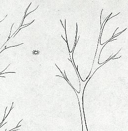 Figure 2 - Stopping at the house to get binoculars, I drove up to the forest at the end of another street and from there noticed that the shine of the object dissipated, and it began to have the shape of an egg and white color.