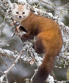 American marten

Night mammal, but was also active in twilight (morning and evening), and often during the day. Well adapted to climbing trees. She jumps from branch to branch through the trees, noting the movement of odor of their glands. Hunting alone. His victim killing bite to the neck, breaking the cervical vertebrae and destroying the spinal cord of the victim.
Translated by «Yandex.Translator»