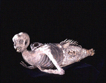 The FeJee Mermaid -&nbsp;часть коллекции&nbsp;Музея археологии и этнологии Пибоди, Гарвардский университет.
