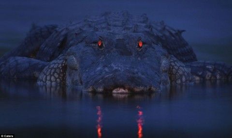 The eyes of crocodiles are equipped with an interesting biological device: most of the light rays entering the eye are captured by the retina-a layer of light-sensitive cells in the back of the eye. But weak light rays pass through the retina and fall on the "mirror" - a layer of reflective fabric. Reflected from the "mirror", the rays fall on the retina and are captured by light-sensitive cells. The "mirror" not only helps crocodiles see in the dark, but also makes their eyes glow. 