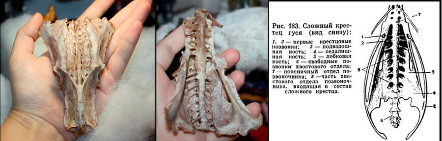 The rump of a goose.

Could be mistaken for the skull of an alien or Chupacabra.
Translated by «Yandex.Translator»