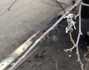 "Ice flowers" in Voronezh.

Elm. Damage to the bark, December, 2014.
Translated by «Yandex.Translator»