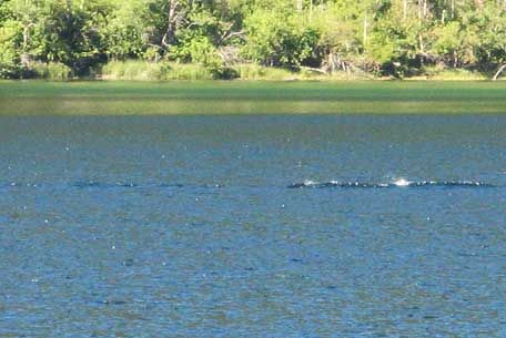 This picture dated 2010. It is possible to notice a strange ripple in the water.

Ogopogo Allegedly.
Translated by «Yandex.Translator»