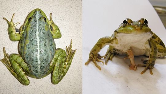 One frog was back-blue tint, and the other discovered the fifth paw. Photo: Vladimir Vershinin
Translated by «Yandex.Translator»