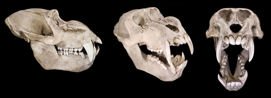 The skull of a mandrill, male
Translated by «Yandex.Translator»