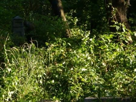 Voronezh, Thorn cemetery in July 2008