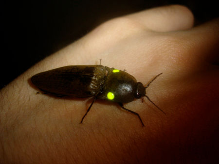 Image: Adrian Tween from photopin cc

Many click beetles in the family Elateridae (close relatives of fireflies), especially those of the genus Pyrophorus, are bioluminescent and are found in tropical areas of the Western hemisphere. As their name implies, they make a clicking noise when up in the air - often several inches. When they are threatened by predators, they can also quickly jump high in the air to protect themselves.

Furthermore, they emit a constant light of different colors - from green to orange depending on species - at two points on the front, like headlights, and one under the belly. Lights glow so much that they can be seen at a distance of more than a hundred feet. The Jamaican species Pyrophorus plagiophthalamus is unique in that it can produce two different colors of light in your body; on the abdomen it emits yellow light, and on top of it the lights glow green.
Translated by «Yandex.Translator»