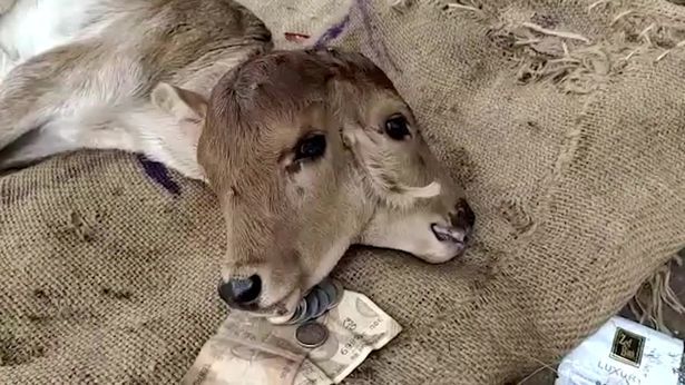 English News&nbsp;@English14755403

16 сент.

Rare two-headed calf born in India is worshipped by villagers and given gifts Farmer Somanlal Yadav could not believe his eyes when his pregnant cow delivered the deformed two-headed calf with its two heads blinking independently. Villagers have flocked to witness the beast
