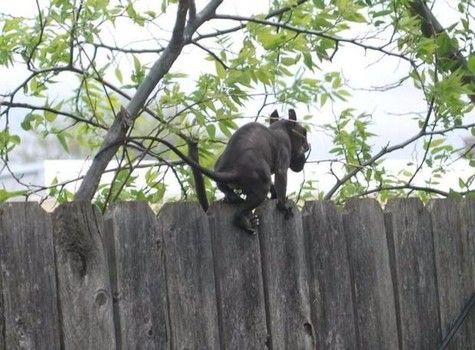 A photograph of the proteins suffering from Casadei, was taken in Oklahoma and first posted on may 6 Facebook page WildCareOklahoma and the Department of wildlife conservation Oklahoma.
Translated by «Yandex.Translator»