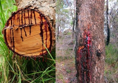 El nombre científico de esta especie Pterocarpus angolensis. La resina de este árbol se utiliza como colorante natural.
Traducido del servicio de «Yandex.Traductor»