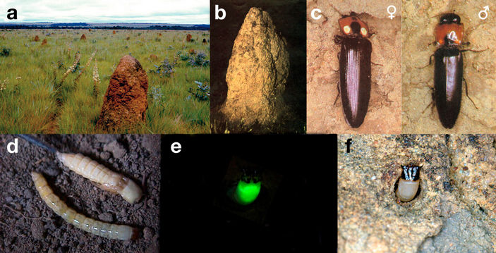 a termite mound in the afternoon; b — glowing termite mound at night; c, d — adult male and female of a Firefly Pyrearinus termitilluminans; e — larva sticking out of holes in termite mound, fluoresces her prothorax; f — larva sticking out of the burrows in daylight.

Photo from the article E. J. H. Bechara, C. V. Stevani, 2018. Brazilian bioluminescent beetles: reflections on catching glimpses of light in the Atlantic Forest and Cerrado
Translated by «Yandex.Translator»