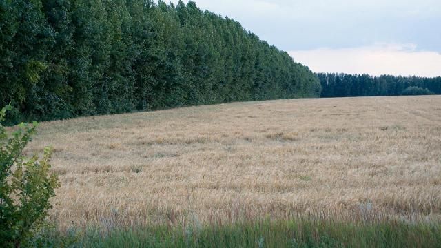 Example photos of natural lodging in the fields of the Voronezh region.
Translated by «Yandex.Translator»