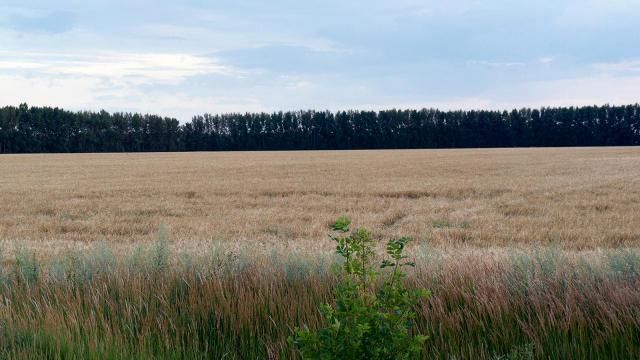 Example photos of natural lodging in the fields of the Voronezh region.
Translated by «Yandex.Translator»