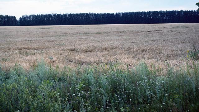 Example photos of natural lodging in the fields of the Voronezh region.
Translated by «Yandex.Translator»