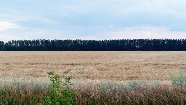 Example photos of natural lodging in the fields of the Voronezh region.
Translated by «Yandex.Translator»