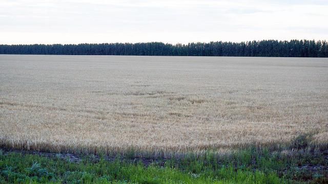 Пример фотографий естественного полегания на полях Воронежской области.
