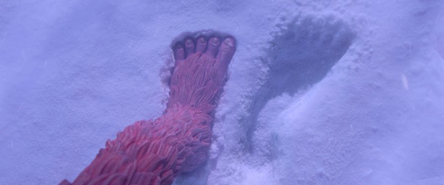 Leg sasquach next to the trail of the Yeti
Translated by «Yandex.Translator»