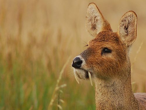 Water deer (Hydropotes inermis) is a species of hornless deer. It lives in grassy thickets along rivers and lakes and bogs to the North of the valley of the Yangtze river in Eastern China (subspecies Hydropotes inermis inermis), and Korea (subspecies Hydropotes inermis argyropus).
Translated by «Yandex.Translator»