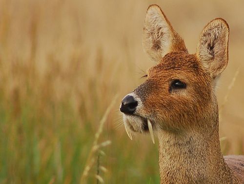 Water deer (Hydropotes inermis) is a species of hornless deer. It lives in grassy thickets along rivers and lakes and bogs to the North of the valley of the Yangtze river in Eastern China (subspecies Hydropotes inermis inermis), and Korea (subspecies Hydropotes inermis argyropus).
Translated by «Yandex.Translator»