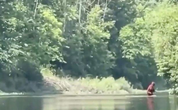 Un video reciente que se muestra en el río Cass en Michigan parece Mostrar al legendario Bigfoot (imagen: 4+). 