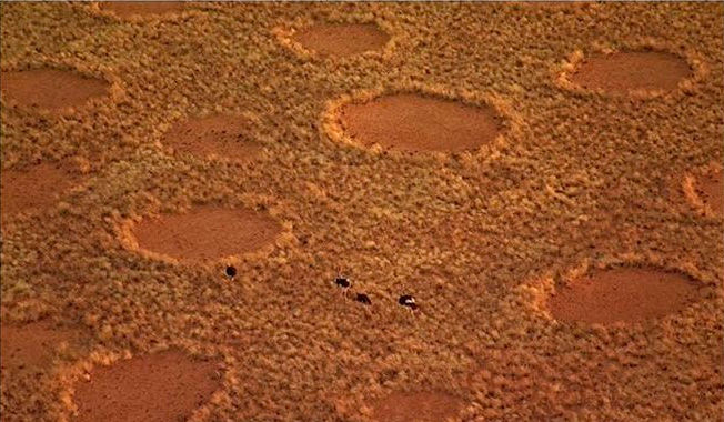 Termite mounds in the Namib desert
Translated by «Yandex.Translator»