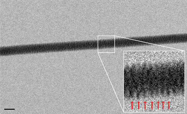 La primera foto de adn
En el año 2012 con un microscopio electrónico y se impuso por un solo punto "estudio fotográfico", el profesor de física de la universidad de la Magna Graecia por el nombre de Энзо Di fabrizio hizo la primera fotografía el modelo de doble hélice de adn.
Traducido del servicio de «Yandex.Traductor»