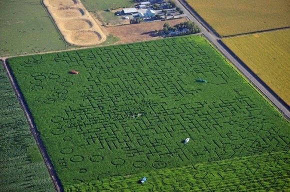 Крупнейший в мире природный лабиринт&nbsp;Cool Patch Pumpkins,&nbsp;занесенный в Книгу рекордов Гиннесса, располагается на кукурузном поле площадью более 180 тысяч квадратных метров у американского&nbsp;города Диксон,&nbsp;штат Калифорния.&nbsp;Период работы:&nbsp;с 15 сентября по 5 ноября

Лабиринты на кукурузных полях&nbsp;— Corn Maze —&nbsp;&nbsp;есть во многих американских штатах и европейских странах. Часто их устраивают не просто ради забавы, а как популярный объект агротуризма.

Проходы между злаков могут делать так, чтобы, глядя сверху, можно было видеть различные сюжетные рисунки, надписи, портреты и т. д. Иногда, чтобы привлечь посетителей, организаторы устраивают целые представления в стиле фильмов ужасов.
