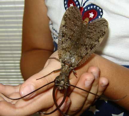 Male Dobson flies
Translated by «Yandex.Translator»