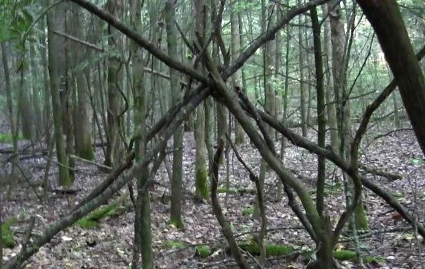 According to Thomas, such stick formations are potential signs of a bigfoot (Image: Thomas Marcum)