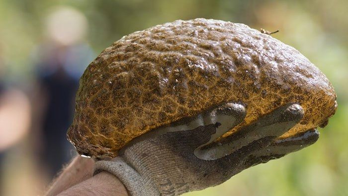 Мшанка (Pectinatella magnifica).

Verdoso-marrón de la mucosa masa es una colonia de cientos de miles de organismos que funcionan como una sola unidad. Se encuentran, generalmente, en agua dulce.
Traducido del servicio de «Yandex.Traductor»