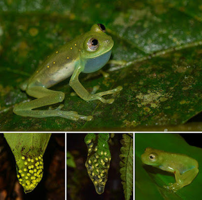 Nymphargus pijao

Montilla, Arcila-Pérez, Toro-Gómez, Vargas-Salinas &amp;&nbsp; Rada, 2023

DOI:&nbsp;10.11646/zootaxa.5271.1.1

&nbsp;twitter.com/MariaPToro
