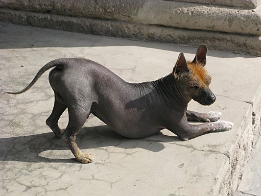 Одна из древнейших пород собак признана&nbsp;результатом мутации, которая и лишила ее шерсти.&nbsp;Испанцы впервые столкнулись с инкской культурой, а, значит, и с феноменом голой собаки,&nbsp; в XV веке. Сейчас эта породо довольно распространена.
