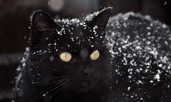 Ilustrativa de la foto. Gato negro
Traducido del servicio de «Yandex.Traductor»