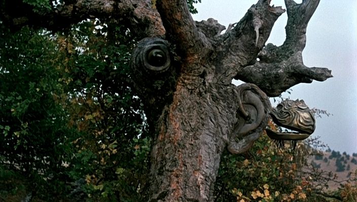 A tree with an eye and an ear