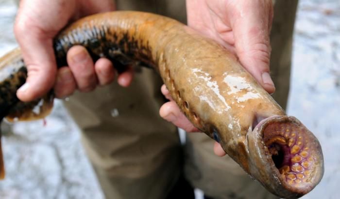 Sea lamprey, Petromyzon marinus
Translated by «Yandex.Translator»