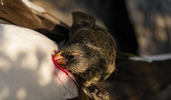 Red-crested volclay
Translated by «Yandex.Translator»