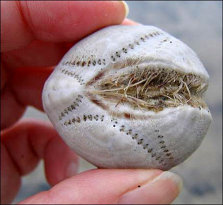 Skeleton heart-shaped sea urchin.

Sea urchins often form large aggregations on sloping stone surfaces, ranging from the very shallow water near the shore. Live primarily in salt and warm water. The hedgehog lives in the sea shallows, buried in sandy soil at a depth of 2-7 cm

After the death of the hedgehog remains a very fragile skeleton. For single or mass ejection on the shore of such skeletons can take them for the invasion of strange creatures, eggs, aliens, etc.
Translated by «Yandex.Translator»