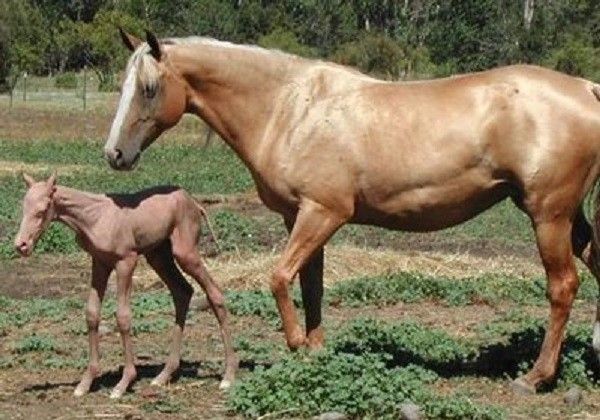 Horse with foal
Translated by «Yandex.Translator»