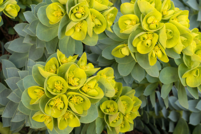 Una quemadura severa de la piel, acompañada de hinchazón de los tejidos, se puede obtener tocando el algodoncillo, el jugo secretado por esta planta es peligroso.Euphorbia © shutterstock.com