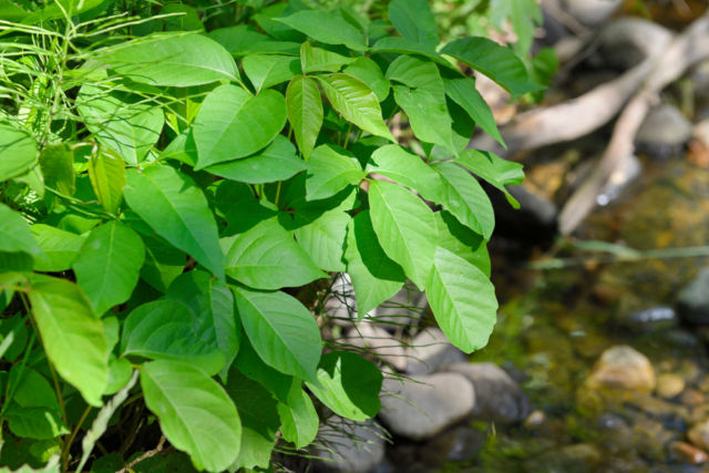 Poison ivy is no less dangerous, as evidenced by the name itself. This plant can cause swelling, blisters and itching on the skin. Although its shiny, beautiful leaves beckon you to touch them.Poison Ivy © shutterstock.com