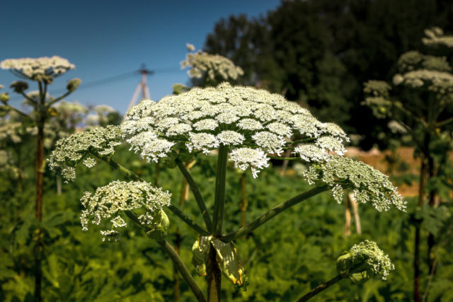 Una de las plantas más venenosas es el Hogweed, alcanza un Tamaño colosal y se distribuye en casi todas las regiones de nuestro país. Hogweed puede dejar quemaduras severas en la piel, causar alergias, romper la protección de la piel contra los rayos UV. La savia de la planta también puede causar la pérdida de la visión si entra en contacto con el Revestimiento del ojo.Borschevik © shutterstock.com